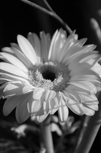 blomma blomma