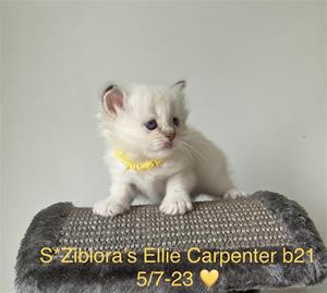 S*Ziblora’s Ellie Carpenter b21 5/7-23 4,5v