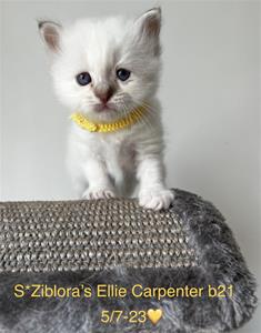 S*Ziblora’s Ellie Carpenter b21 5/7-23 4,5 v