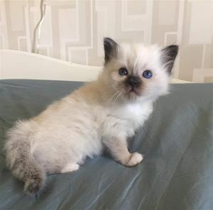 S*Ziblora´s Charisma n född 23/8-18 (1 månad)