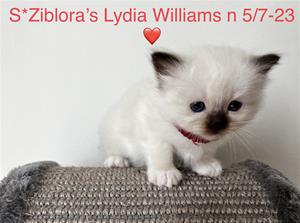 S*Ziblora’s Lydia Williams n 5/7-23 4,5 v