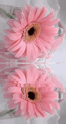 pink-flower7-pink-garbera