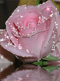 sparkling-pink-rose-flower-mqde5r2ec1yd9ws0