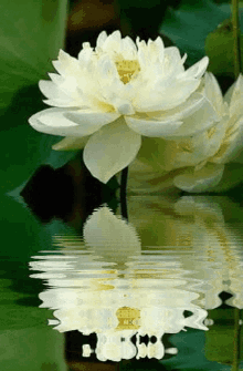 white-lotus-flower-water