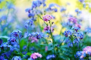 forget-me-not-5143015_1280