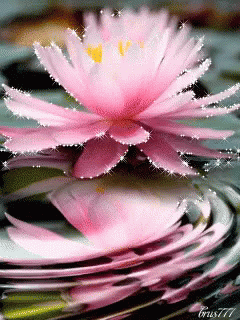 lotus-glitter