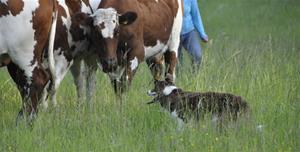 _DSC0093 _DSC0093
