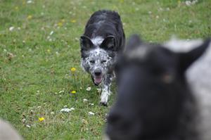 _DSC0207 _DSC0207