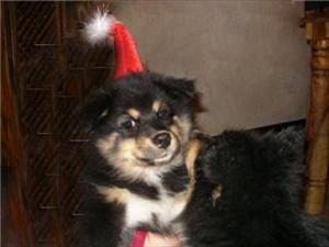 Ziri som tomte