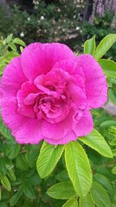 20140708_132820