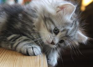 IMG_1271 IMG_1271