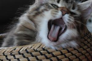 IMG_1730 IMG_1730