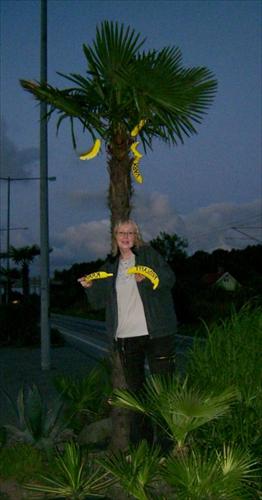 Frisläppta bananer Frisläppta bananer