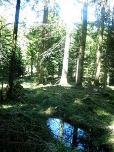 Vild skog