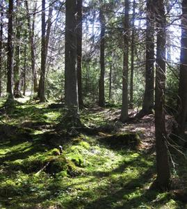 Vildvuxen skog