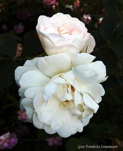 vita gammeldags rosor