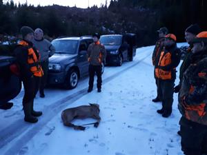 Rådyrjakt_sandåa Rådyrjakt_sandåa