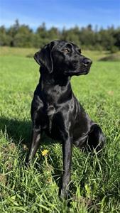 zorro