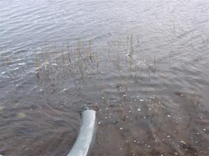 fiskutsättning 035