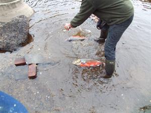 fiskutsättning 018
