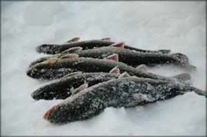 Fisk finns det _)