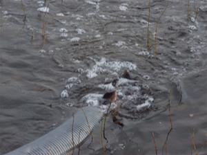 fiskutsättning 033