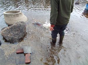 fiskutsättning 021