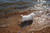 Cotton badar på Skrea strand