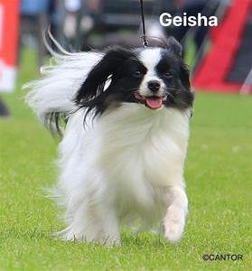 Geisha-parning