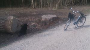 Loke och jag på cykeltur 2015 04 24. Tar kort av förut nämnda träd. DSC_0006