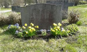 Min far Erik Jakobssons grav, efter plantering av Penséer 2015 04 20.