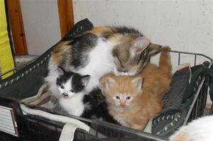 Kattungar Kattungar