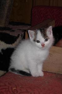 Kattunge Kattunge