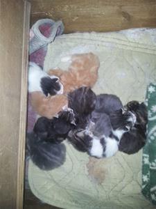 Kattungar Kattungar