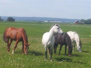 Sommarbete Sommarbete