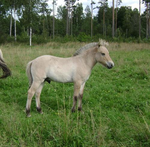Krabat - sida Krabat - sida