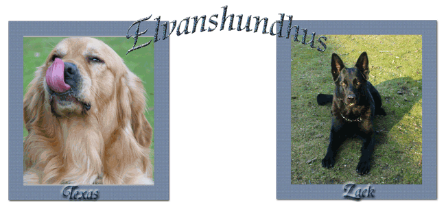 Egen grafik till vår Hund hemsida Alu-10 Egen grafik till vår Hund hemsida Alu-10