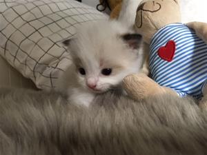 Nora Nora