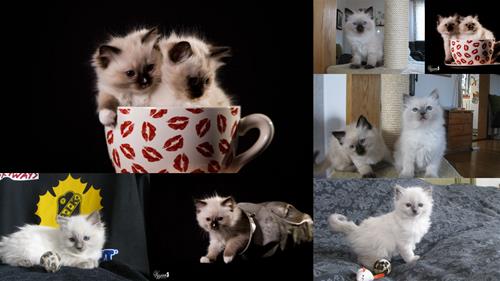 Kattungar collage Kattungar collage