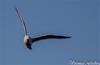 Flying gull 2