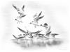 Terns