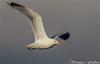 Flying gull 3