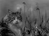Cat with perspective