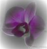 Lils orkidè