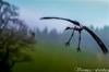 Flying crane