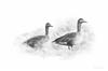 Two geese 90x60