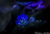 9 Blue anemone