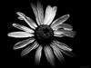 Black white daisy 1