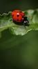 Maria ladybug