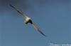 Flying gull-2